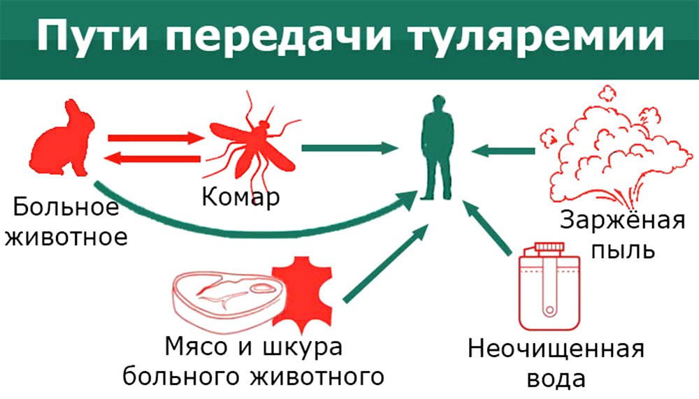 Пути передачи туляремии